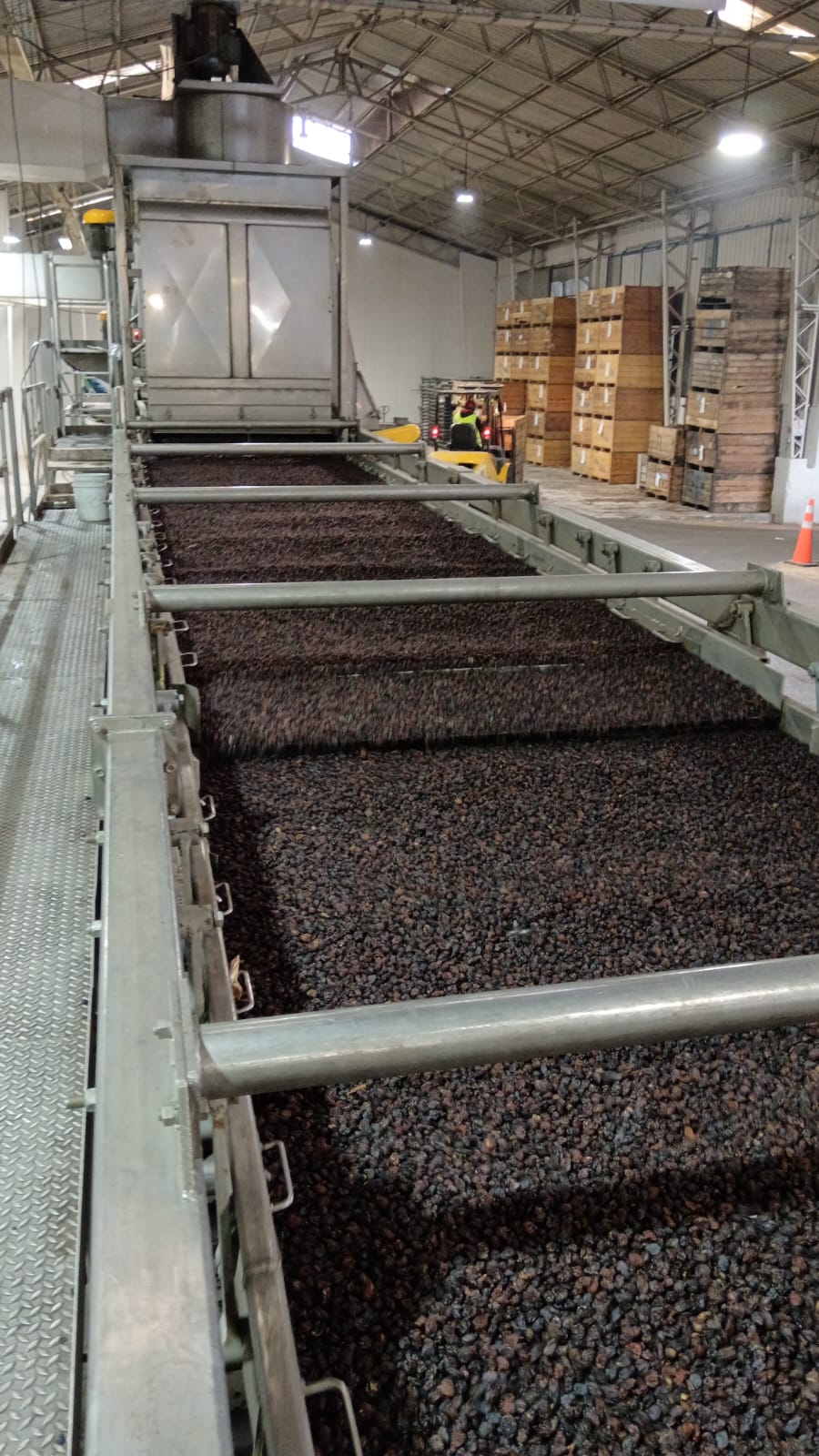 Frutamerica — Chilean Raisins for Global Markets